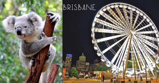 brisbane ferries wheel, koala - 3 WEEKS IN AUSTRALIA
