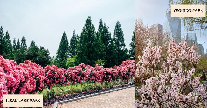 2 images - Ilsan Lake Park and Yeouido Park in South Korea - Best Spring Destinations for a 3-week Trip