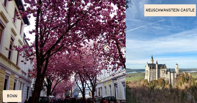 2 images - cherry blossoms in Bonn and Neuschwanstein castle in Germany - Best Spring Destinations for a 3-week Trip