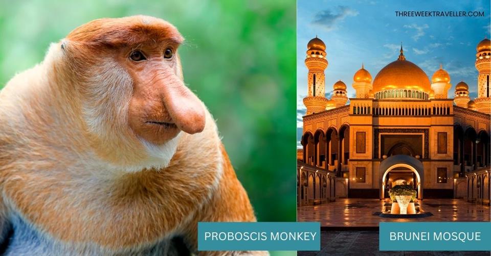 2 images - Proboscis Monkey in Borneo and Brunei Mosque