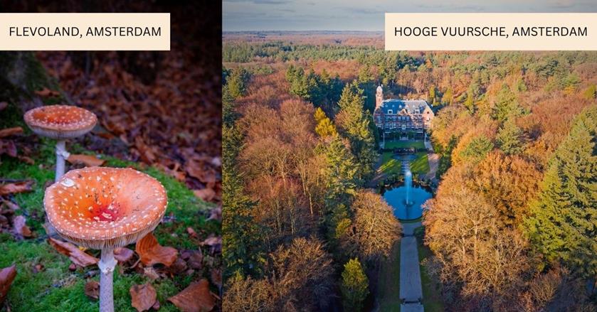 2 images - mushrooms at Flevoland, Amsterdam and an aerial shot of Hooge Vuusche with autumn trees in Netherlands