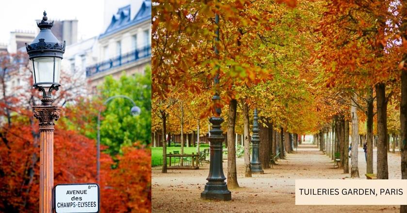 2 images - Autumn trees on Champs Elysees and Tuileries Garden in Paris